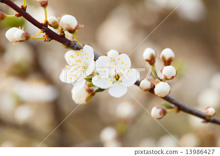 spring garden 13986427