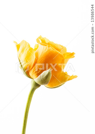 beautiful rose 13986544