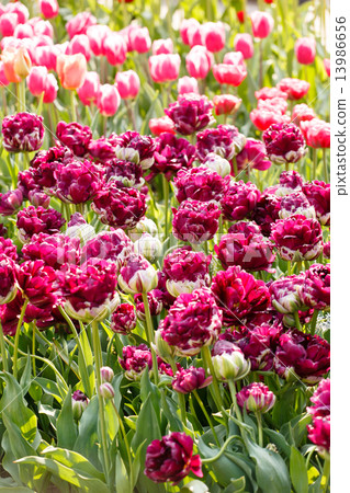 spring flowers spring flowers 13986656