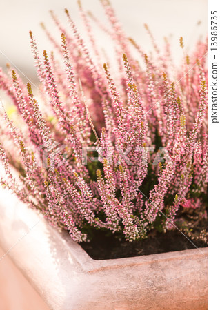 Heather Heather 13986735