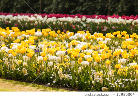 spring garden 13986804