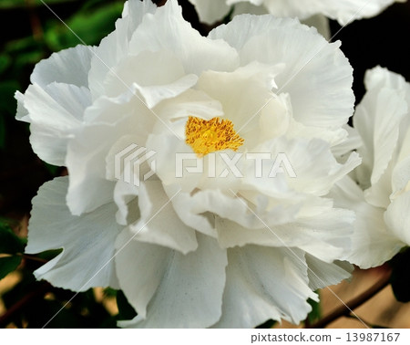 A cold peony 13987167