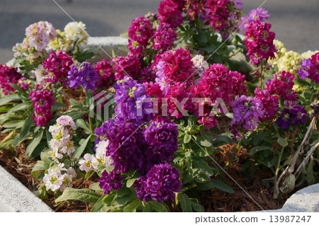 stock stock 13987247