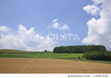 Earth of wheat fields 13987292