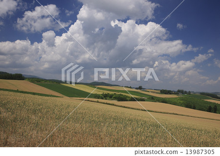 麥田的地球 麥田的地球 13987305