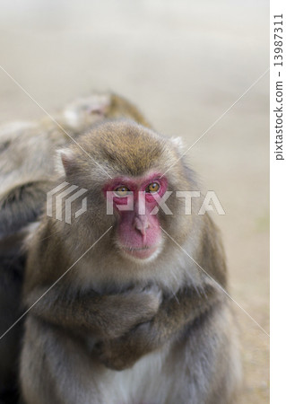 A monkey A monkey 13987311