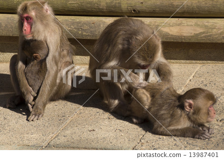 Monkey Family Monkey Family 13987401