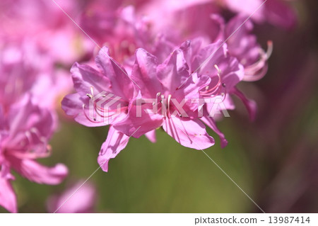 Pale pink azalea flower of the National Showa Memorial Park 13987414