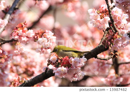 Atami cherry tree and mezzo Atami cherry tree and mezzo 13987482