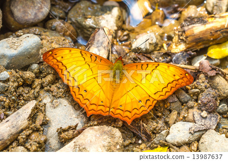 Beautiful Butterfly 13987637