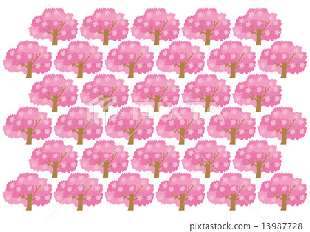 盛開的櫻花圖案 13987728
