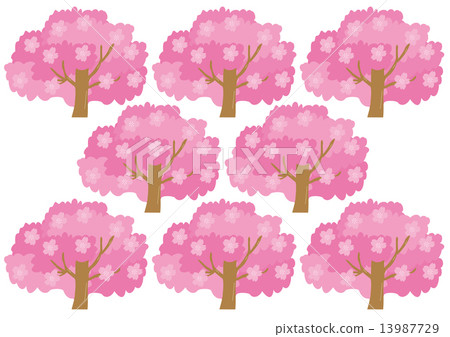 盛開的櫻花圖案 13987729