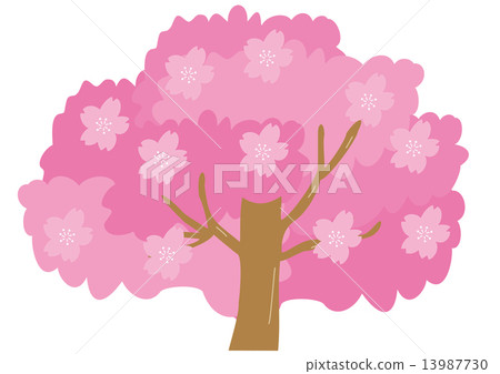 櫻花盛開 13987730