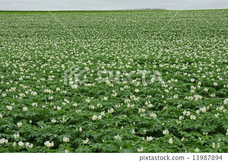 Potato flower garden 13987894