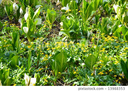 Wetland spring flowers 13988353