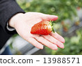 草莓採摘 13988571