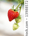 草莓採摘 13988572