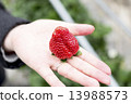 草莓採摘 13988573