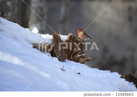 Freshwater fish Freshwater fish 13988663