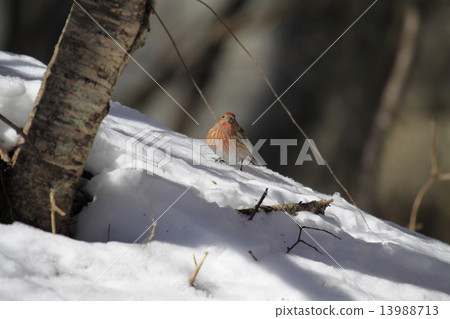 Freshwater fish Freshwater fish 13988713