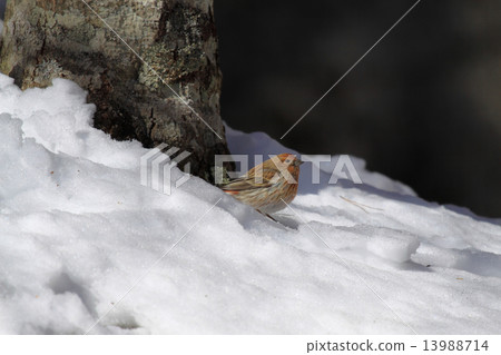 Freshwater fish Freshwater fish 13988714