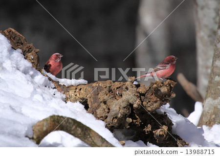 Freshwater fish Freshwater fish 13988715