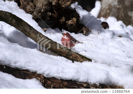 Freshwater fish Freshwater fish 13988764