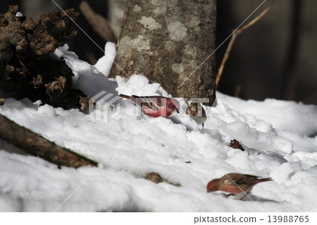 Freshwater fish Freshwater fish 13988765