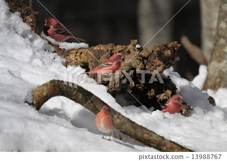 Freshwater fish Freshwater fish 13988767