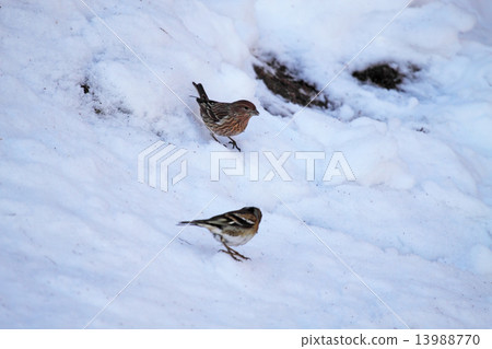 Wild bird Wild bird 13988770