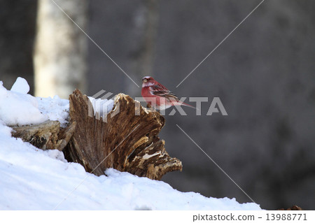 Freshwater fish Freshwater fish 13988771