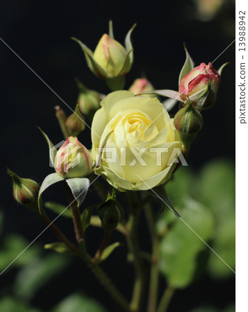 rose rose 13988942