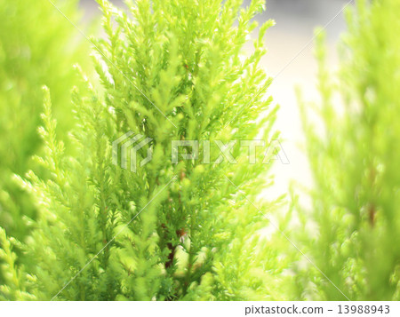 Gold Crest 13988943