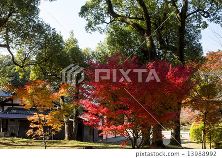 Ninna-ji寺廟秋葉 Ninna-ji寺廟秋葉 13988992