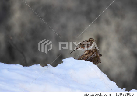 Freshwater fish Freshwater fish 13988999