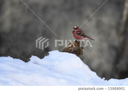 Freshwater fish 13989001