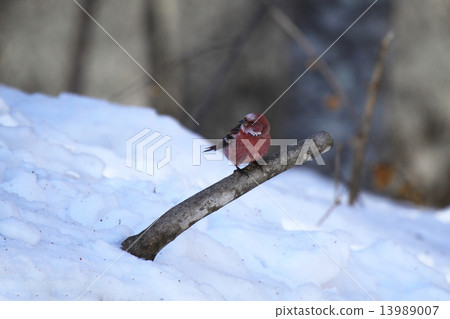 Freshwater fish Freshwater fish 13989007