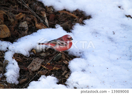 Freshwater fish Freshwater fish 13989008