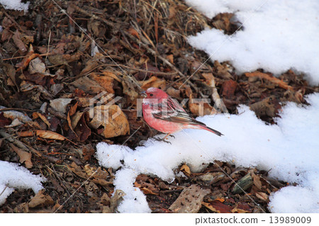 Freshwater fish Freshwater fish 13989009