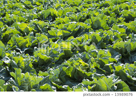 捲心菜 13989076