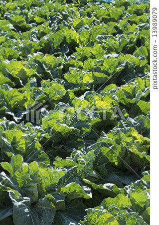 cabbage cabbage 13989079