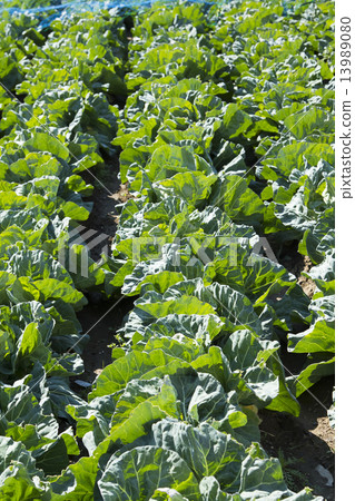 cabbage cabbage 13989080