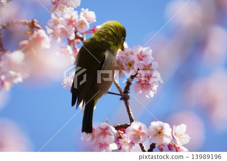 White-eye White-eye 13989196