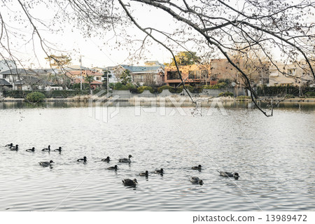 Shakujii Park 13989472