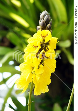 Cassia Didy Mobo Tria Cassia Didy Mobo Tria 13990378