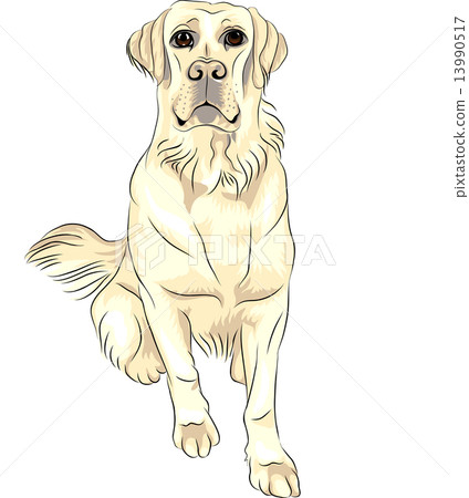 vector color sketch dog breed white labrador retrievers sitting 13990517