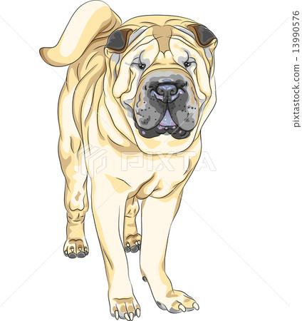 vector sketch yellow gun dog breed Chinese Shar Pei 13990576