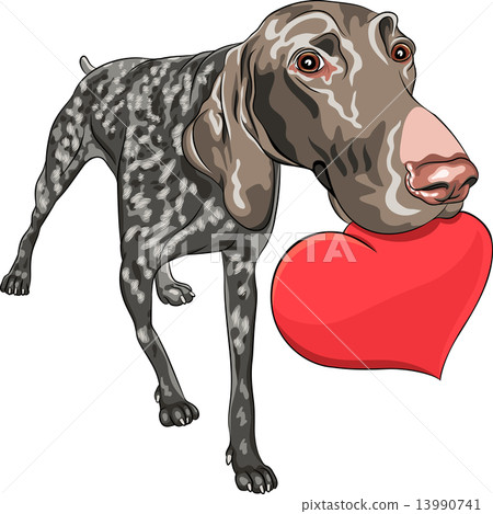 vector dog Kurzhaar breed holding a red heart vector dog Kurzhaar breed holding a red heart 13990741