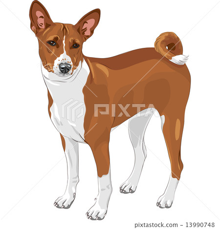 vector sketch hunting dog Basenji breed 13990748