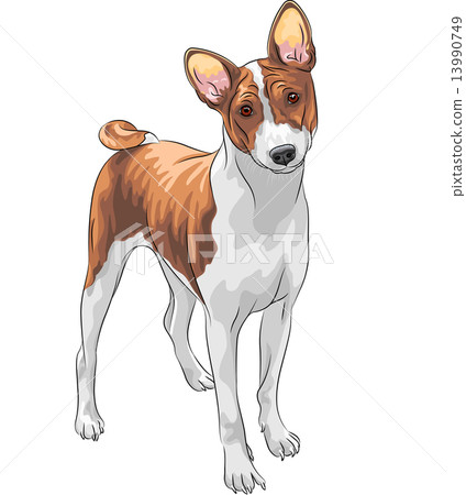 vector sketch hunting dog Basenji breed 13990749